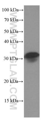SCP3 Antibody in Western Blot (WB)