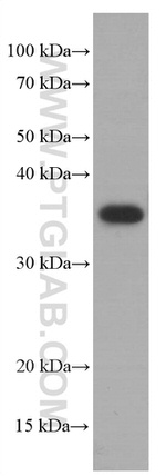 SOX2 Antibody in Western Blot (WB)