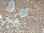 P2RX4 Antibody in Immunohistochemistry (Paraffin) (IHC (P))
