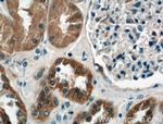 P2RX4 Antibody in Immunohistochemistry (Paraffin) (IHC (P))