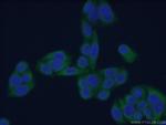 CDC37 Antibody in Immunocytochemistry (ICC/IF)