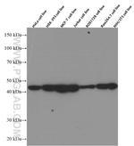 CDC37 Antibody in Western Blot (WB)