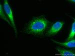 PDI Antibody in Immunocytochemistry (ICC/IF)