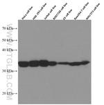 LDHB Antibody in Western Blot (WB)