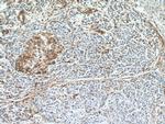 Amphiregulin Antibody in Immunohistochemistry (Paraffin) (IHC (P))