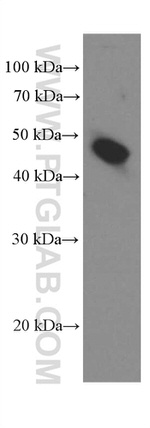 Amphiregulin Antibody in Western Blot (WB)