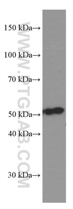 COPS2 Antibody in Western Blot (WB)