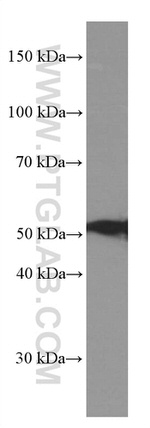 COPS2 Antibody in Western Blot (WB)