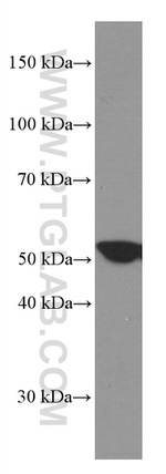 COPS2 Antibody in Western Blot (WB)