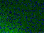 Syntaxin 1A / Syntaxin 1B Antibody in Immunohistochemistry (PFA fixed) (IHC (PFA))