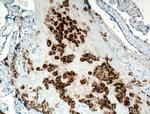 HLA-G Antibody in Immunohistochemistry (Paraffin) (IHC (P))
