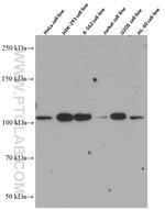 CP110 Antibody in Western Blot (WB)