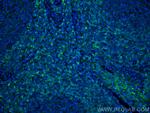 HVCN1 Antibody in Immunohistochemistry (PFA fixed) (IHC (PFA))
