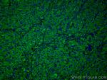 SERPINA7 Antibody in Immunohistochemistry (PFA fixed) (IHC (PFA))