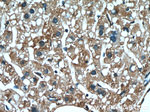 SERPINA7 Antibody in Immunohistochemistry (Paraffin) (IHC (P))