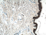 EGFR Antibody in Immunohistochemistry (Paraffin) (IHC (P))