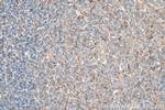 Lysozyme Antibody in Immunohistochemistry (Paraffin) (IHC (P))