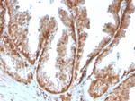 Superoxide Dismutase 1 (SOD1) (Antioxidant Enzyme) Antibody in Immunohistochemistry (Paraffin) (IHC (P))