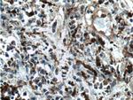 PSAP Antibody in Immunohistochemistry (Paraffin) (IHC (P))