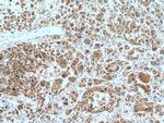 TXN Antibody in Immunohistochemistry (Paraffin) (IHC (P))