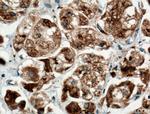 TGN46 Antibody in Immunohistochemistry (Paraffin) (IHC (P))