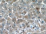 Hemopexin Antibody in Immunohistochemistry (Paraffin) (IHC (P))