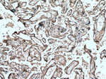 Hemopexin Antibody in Immunohistochemistry (Paraffin) (IHC (P))
