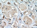 STAT2 Antibody in Immunohistochemistry (Paraffin) (IHC (P))