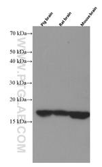 VAMP3/Cellubrevin Antibody in Western Blot (WB)