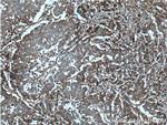Periostin Antibody in Immunohistochemistry (Paraffin) (IHC (P))