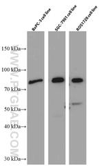 Periostin Antibody in Western Blot (WB)