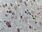 TRAF6 Antibody in Immunohistochemistry (Paraffin) (IHC (P))