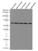 TRAF6 Antibody in Western Blot (WB)