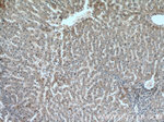 TRAF6 Antibody in Immunohistochemistry (Paraffin) (IHC (P))