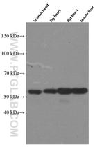 PCCB Antibody in Western Blot (WB)