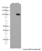 NRF2/NFE2L2 Antibody in Western Blot (WB)