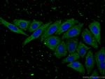 MDH1 Antibody in Immunocytochemistry (ICC/IF)