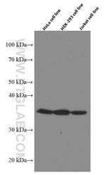 MDH1 Antibody in Western Blot (WB)