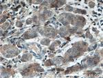 USP7 Antibody in Immunohistochemistry (Paraffin) (IHC (P))