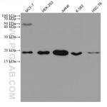 CGGBP1 Antibody in Western Blot (WB)