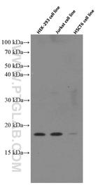 CGGBP1 Antibody in Western Blot (WB)