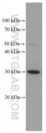 HMGB1 Antibody in Western Blot (WB)