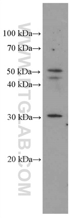 HMGB1 Antibody in Western Blot (WB)