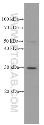 HMGB1 Antibody in Western Blot (WB)