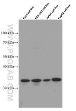 MRPL45 Antibody in Western Blot (WB)