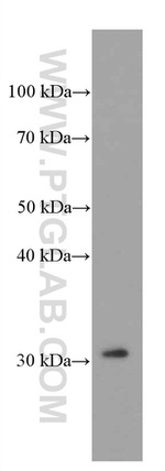 MRPL45 Antibody in Western Blot (WB)