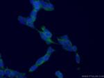 AP5Z1/SPG48 Antibody in Immunocytochemistry (ICC/IF)