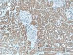 AP5Z1/SPG48 Antibody in Immunohistochemistry (Paraffin) (IHC (P))