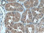 AP5Z1/SPG48 Antibody in Immunohistochemistry (Paraffin) (IHC (P))