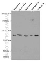 AP5Z1/SPG48 Antibody in Western Blot (WB)